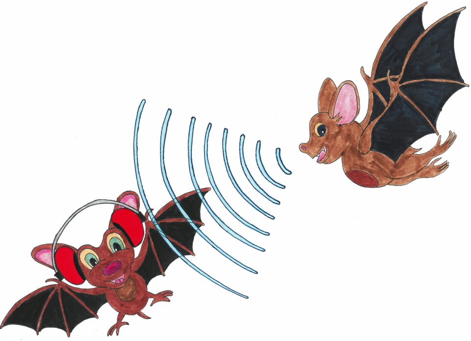 Different species of bat-different echolocation frequency, one species cannot hear the other- did this change in echolocation frequencies result in speciation? When did it occur? Could all bats echo locate and then some lost that ability through genetic change?